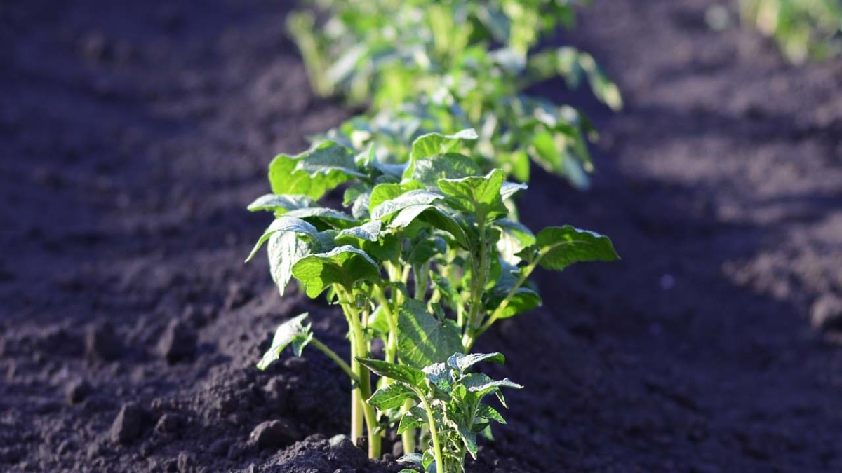 potato plant in field