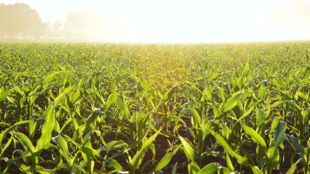 corn field