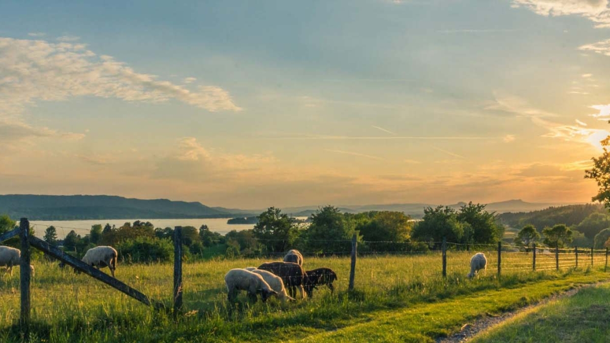 farm animals in field at sunset