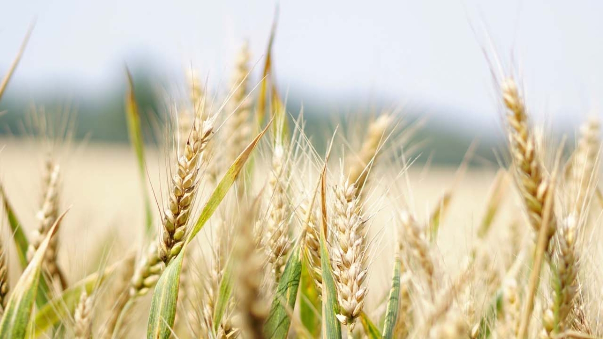 wheat in field