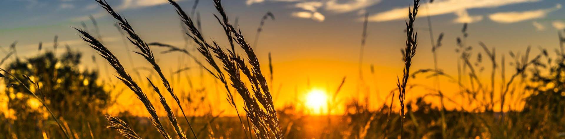 field at sunset